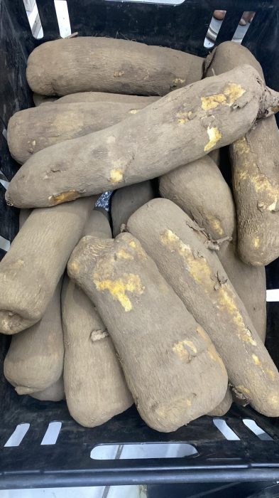 Fresh Yam Tubers (Puna Yam)